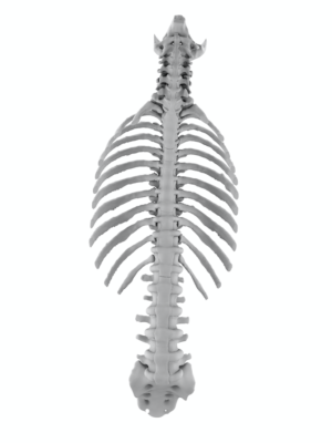 Adult Normal Occiput to Sacrum 3