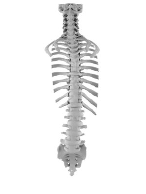 Adult Normal Occiput to Sacrum 2