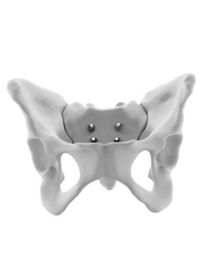 Female Pelvis