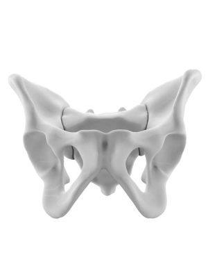 Male Pelvis