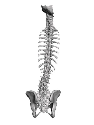 Adult Lumbar Degeneration