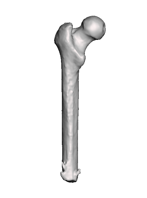 leg bone